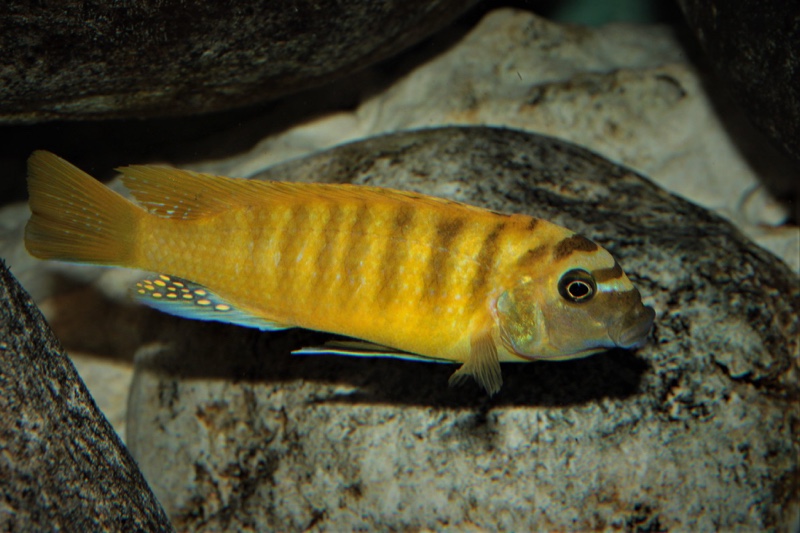 Maylandia sp. 'zebra gold' Lion's Cove